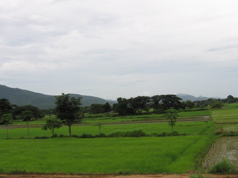 Rice fields near “Na Un Nong” village in Phrae province, located in the northern part of Thailand