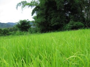 Rice fields in “Na Un Nong” village in Phrae province, located in the northern part of Thailand